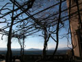 Wisteria Vines