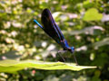 Blue Damselfly
