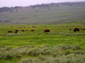 Bison on Plains