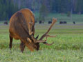 Grazing Elk